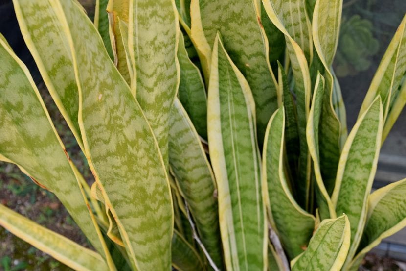 Hojas de la Sansevieria trifasciata