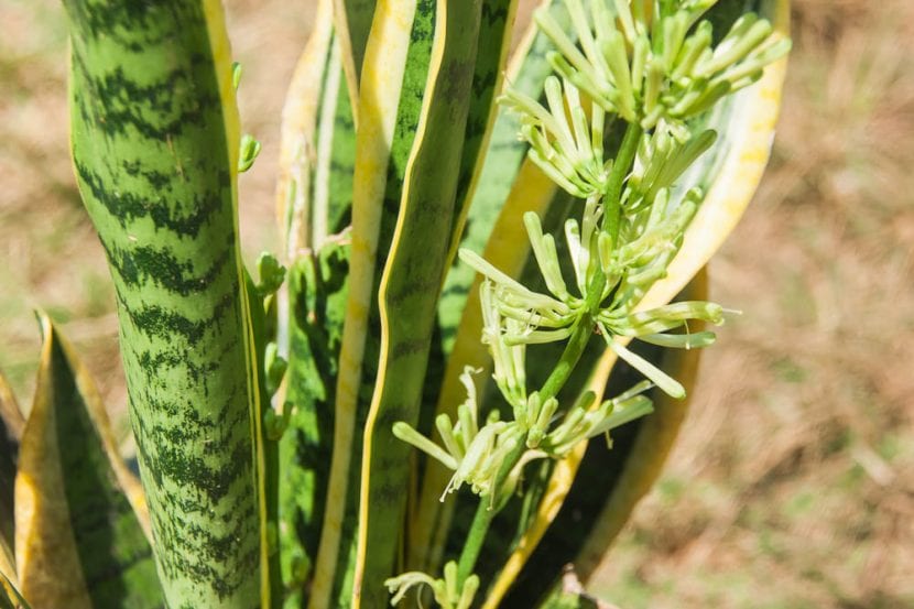 Hojas y flores de la Sanseviera trifasciata