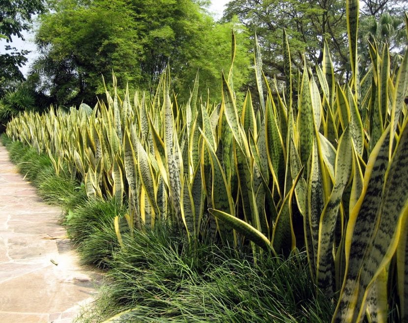 Sansevieria trifasciata en el jardín