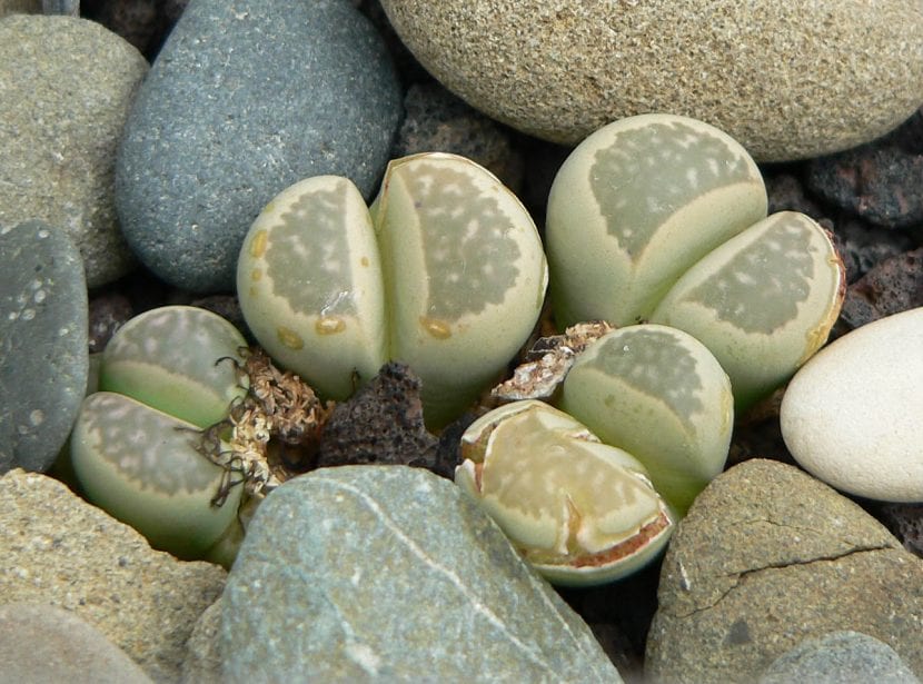 Grupo de Lithops herrei