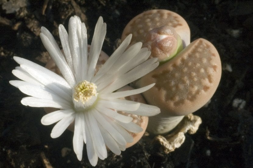 Lithops sp en flor