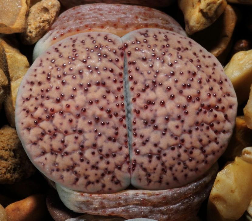 Lithops verruculosa o piedra viva