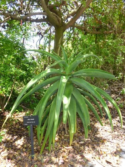 Aloe thraskii en un jardín botánico
