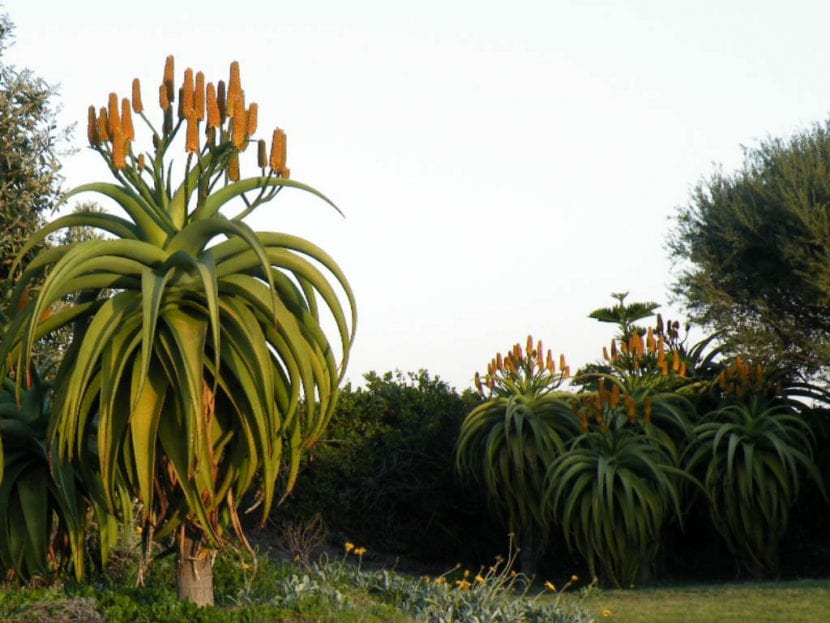 Ejemplares adultos de Aloe traskii