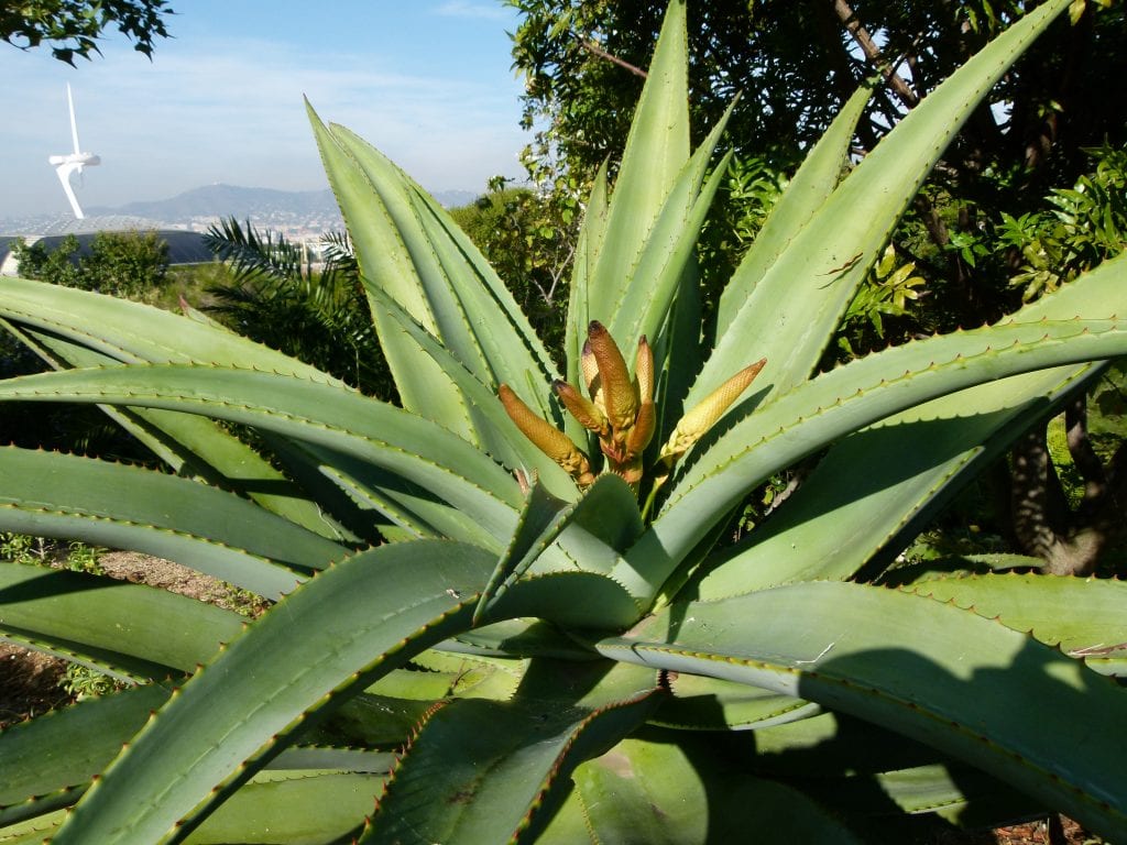 Aloe thraskii: cuidados del áloe de costa sudafricano