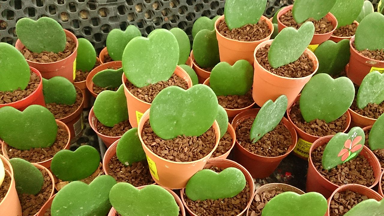 Hoya kerrii: cuidados, riego, luz y floración
