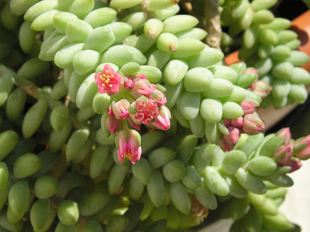 Sedum burrito: cultivo, riego y multiplicación paso a paso