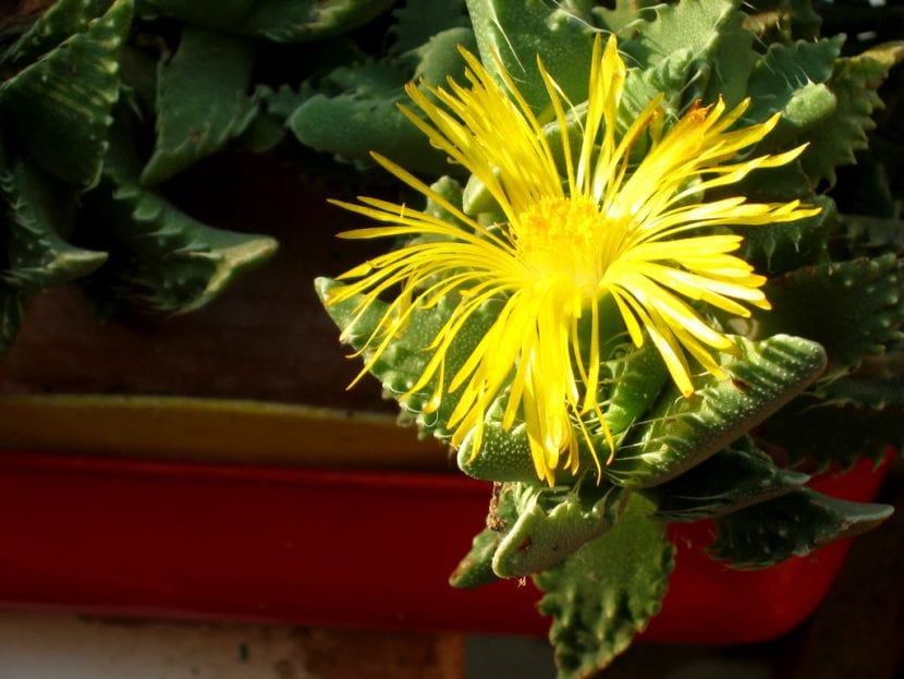 Faucaria tigrina en flor