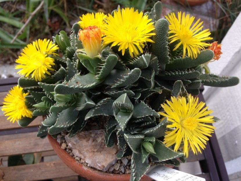 Faucaria tigrina