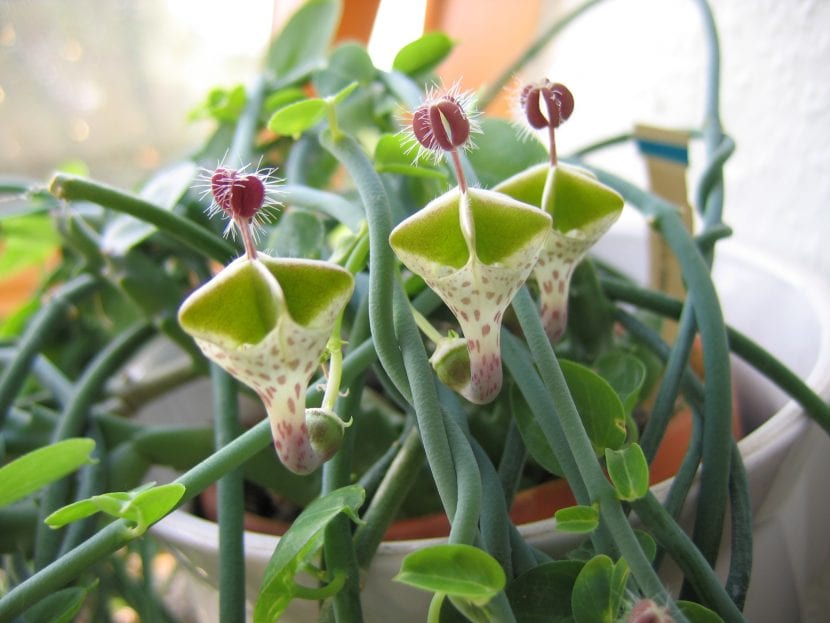 Flores de la Ceropegia haygarthii