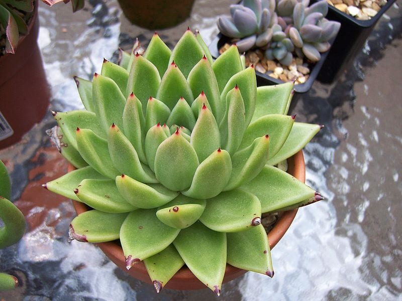 La Echeveria agavoides es una suculenta muy decorativa