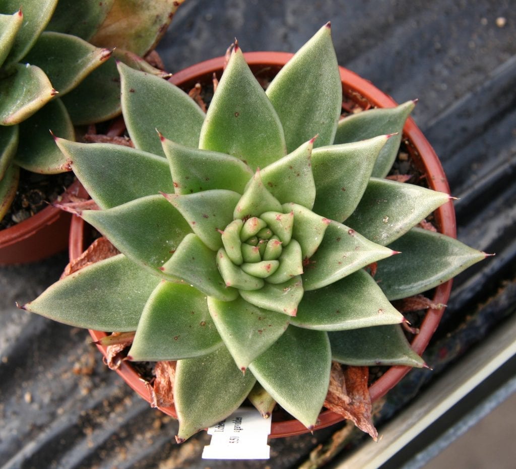 La Echeveria agavoides se puede tener en maceta