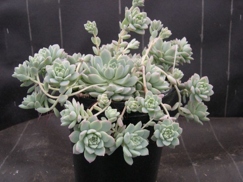 Echeveria prolifica