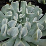 Peculiares hojas de la preciosa Echeveria runyonii 'Topsy Turvy'