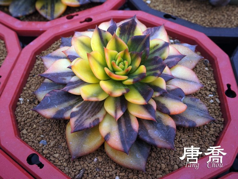 Precioso ejemplar de Echeveria cv Black Prince 'Variegata' que puedes tener en casa