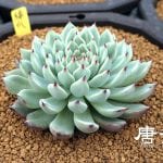 Precioso ejemplar de Echeveria cuspidata var. zaragozae