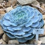 Echeveria lilacina, una planta fácil de encontrar en los viveros