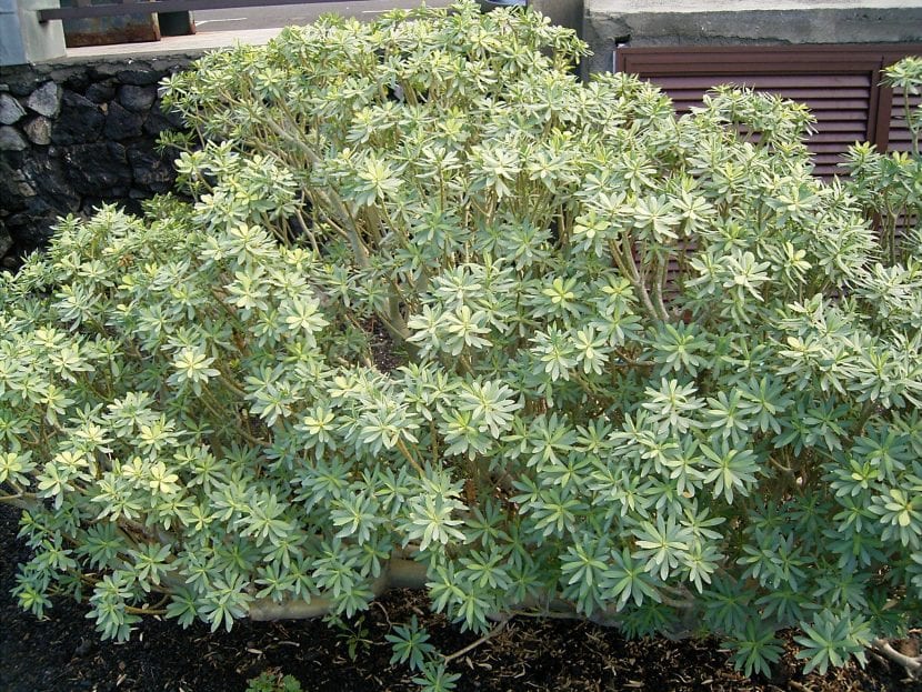 Euphorbia balsamifera