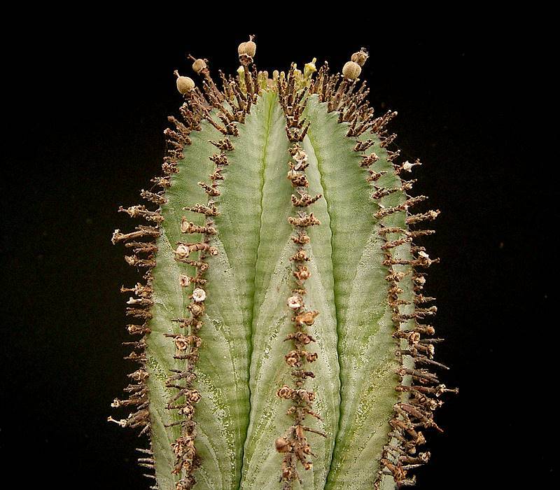 La Euphorbia horrida produce flores poco ornamentales