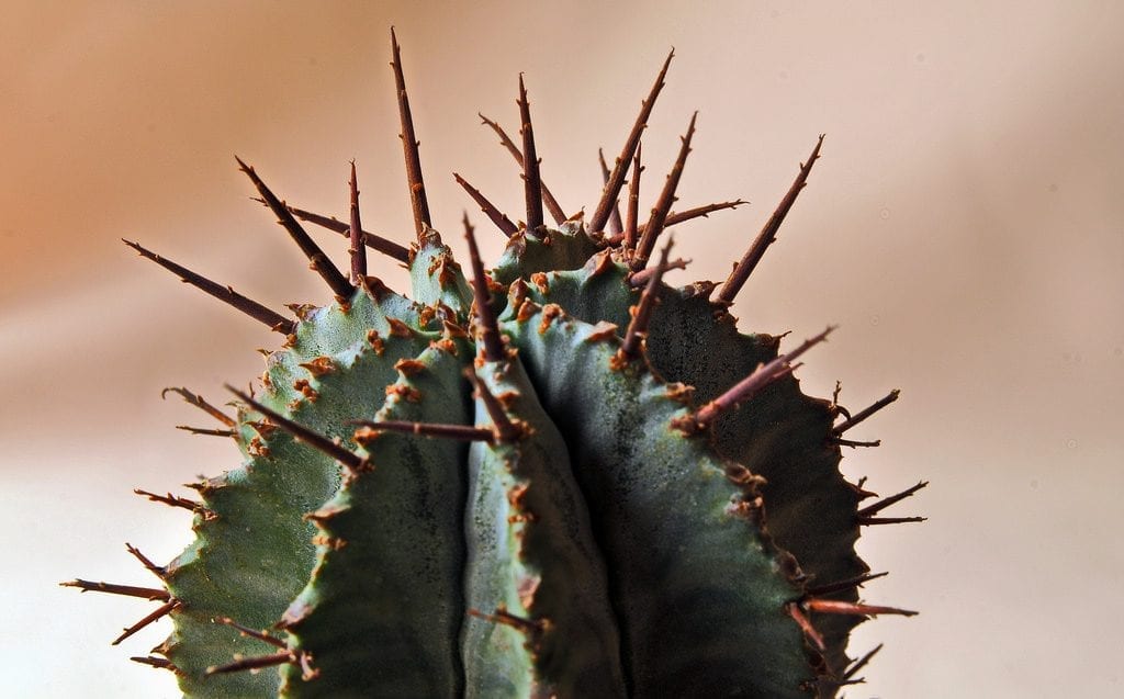 Las espinas de la Euphorbia horrida son inofensivas