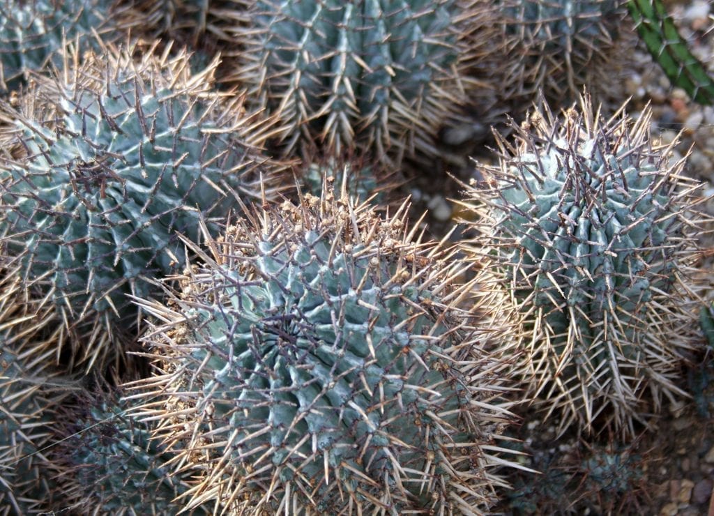 La Euphorbia horrida es una suculenta de rápido crecimiento