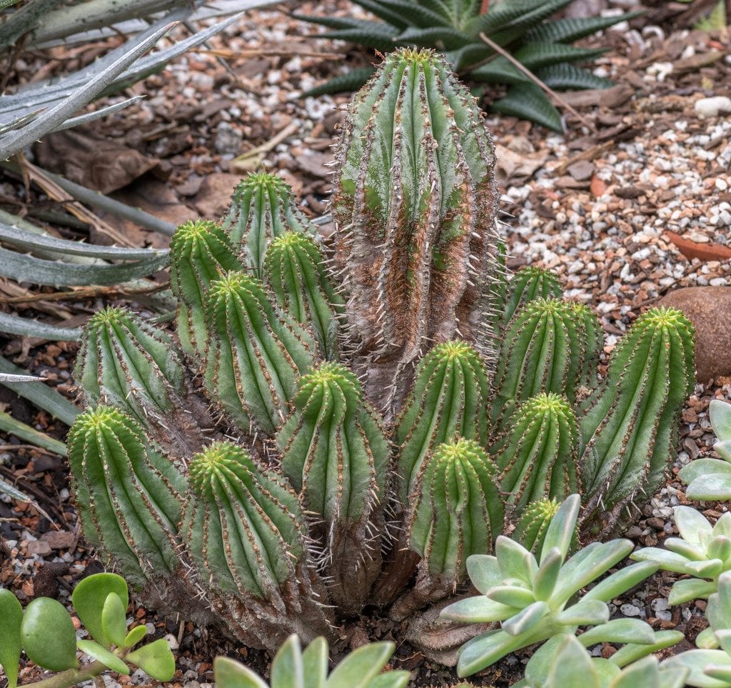 La Euphorbia horrida es una planta que vive en regiones secas