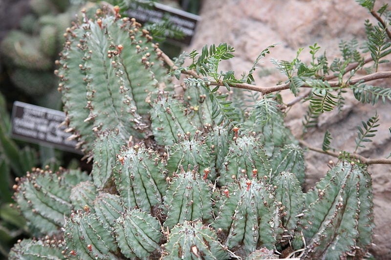 La Euphorbia horrida saca retoños