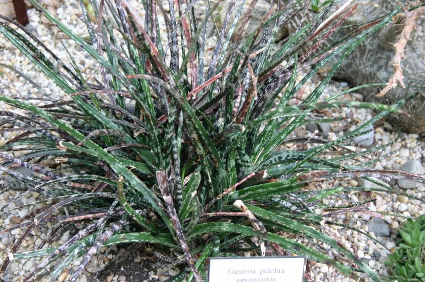 Gasteria pulchra