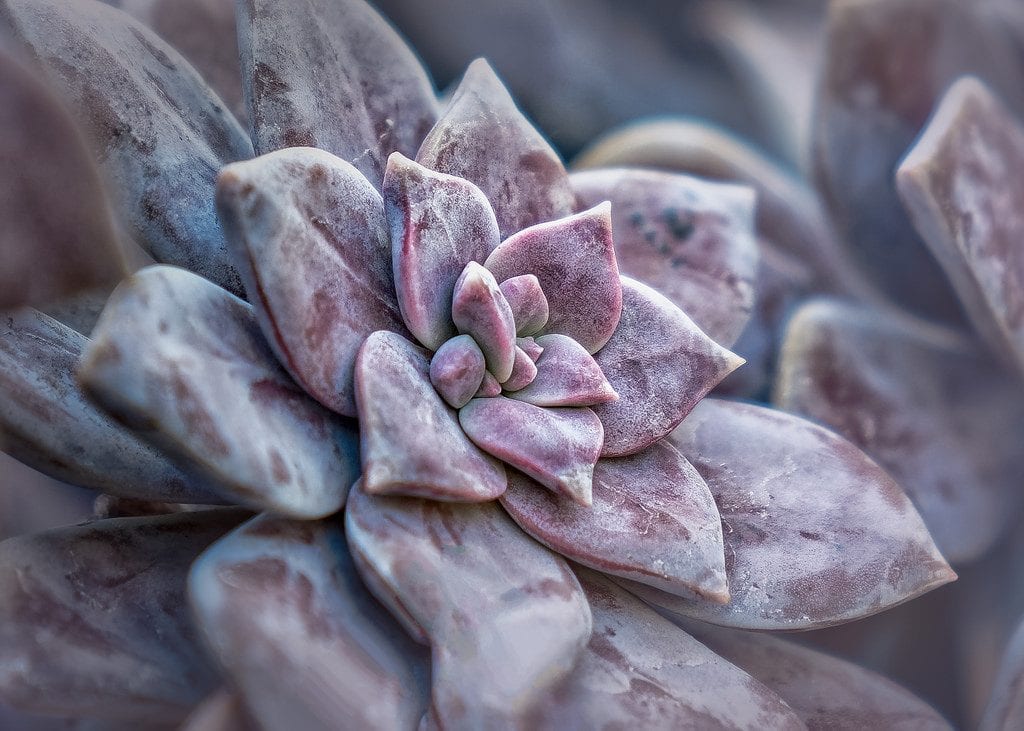 Graptopetalum pentandrum