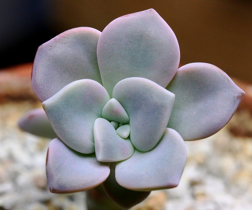 Graptopetalum pentandrum