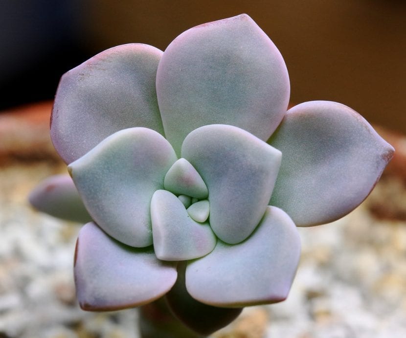 Ejemplar de Graptopetalum pentandrum cultivado en maceta