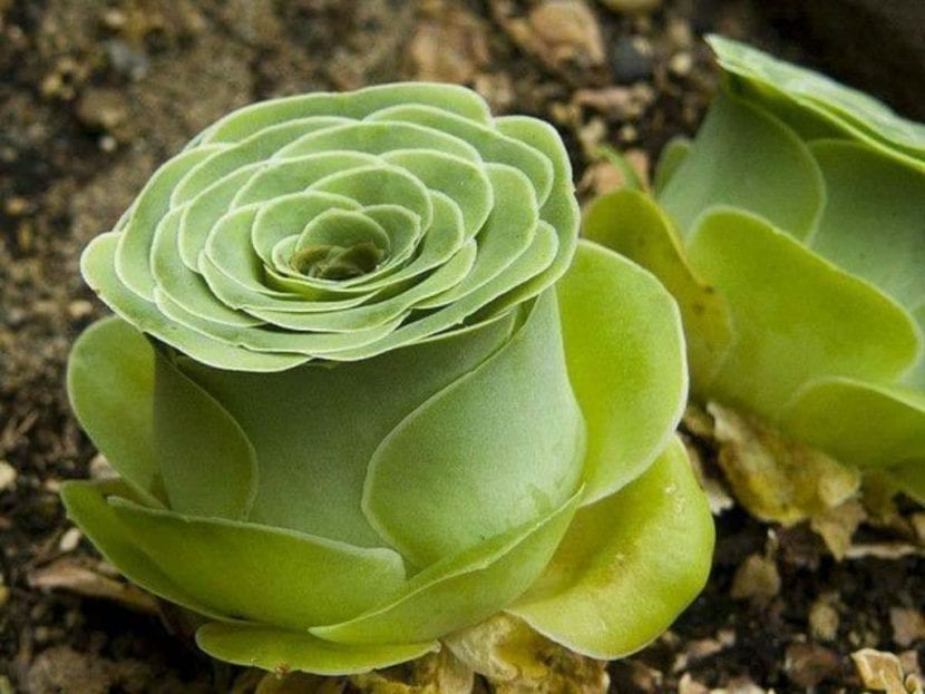 Roseta compacta de Greenovia dodrantalis con forma de rosa