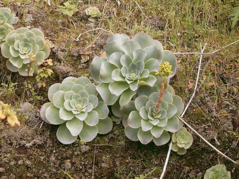 Planta de Greenovia dyplocycla