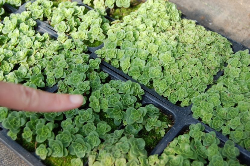 Plantas de Greenovia aurea