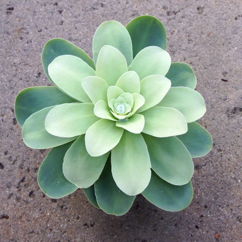 Planta de Greenovia dipocycla