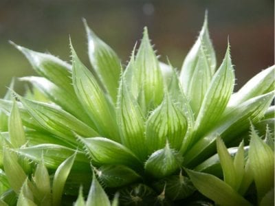 Detalle de las hojas translúcidas de Haworthia cooperi