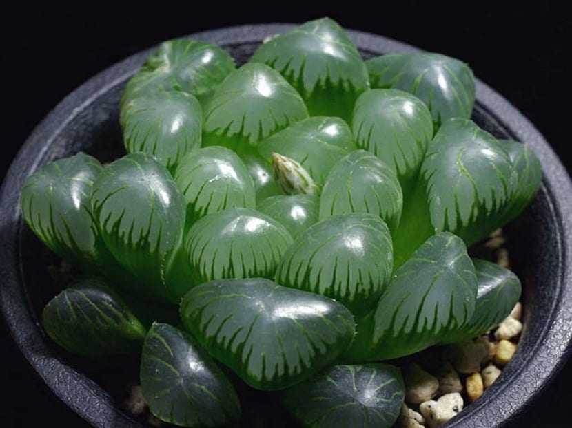 planta con hojas pequenas en maceta