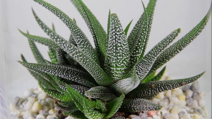 Haworthia fasciata, una planta pequeña