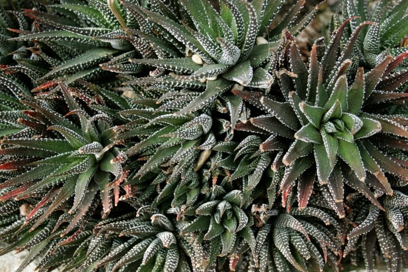 Vista de la Haworthia attenuata