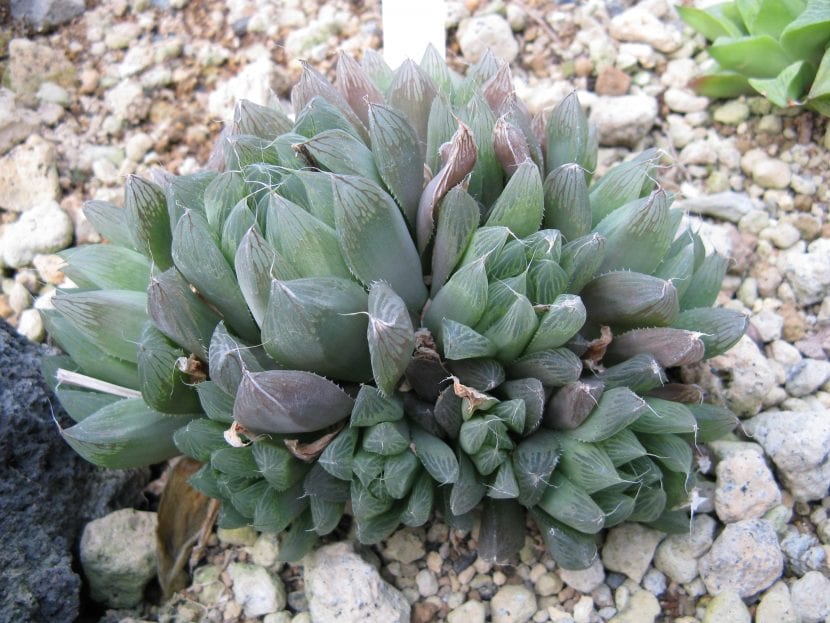 Vista de una Haworthia cooperi