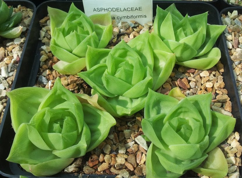 Vista de la Haworthia cymbiformis