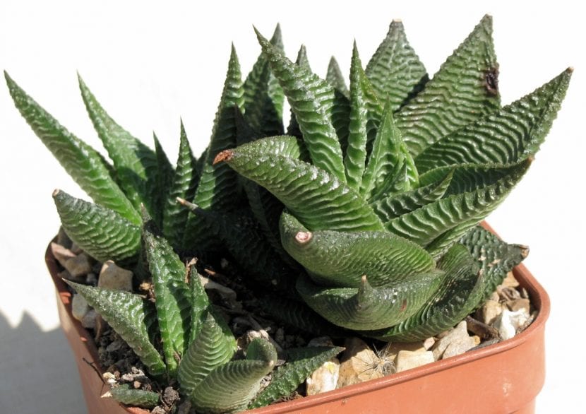 Vista de la Haworthia limifolia