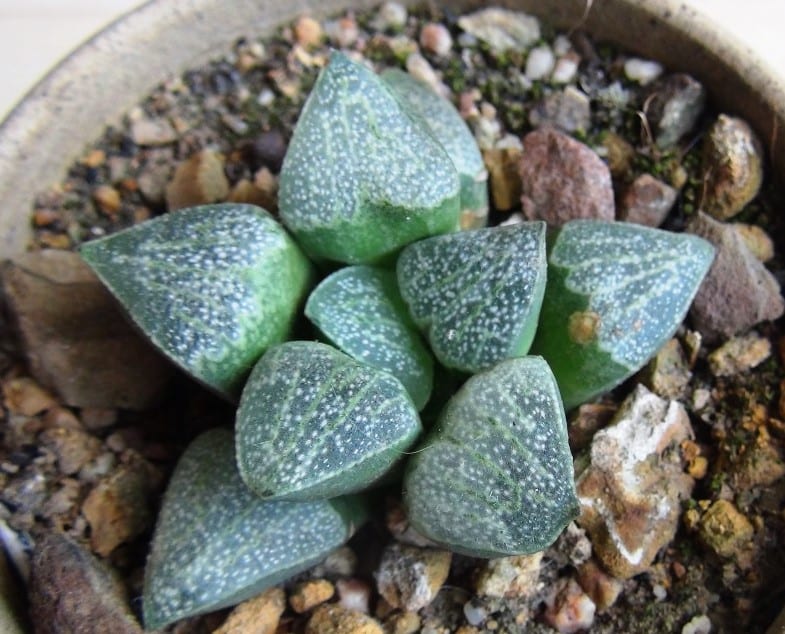 Vista de una Haworthia pygmaea