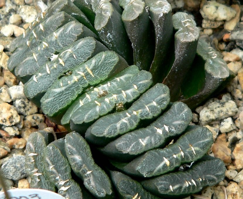 Vista de la Haworthia truncata