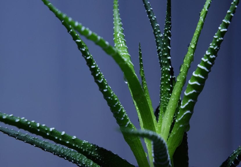 La Haworthia es una suculenta de fácil cultivo