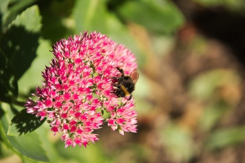 Hierba callera de flor rosa