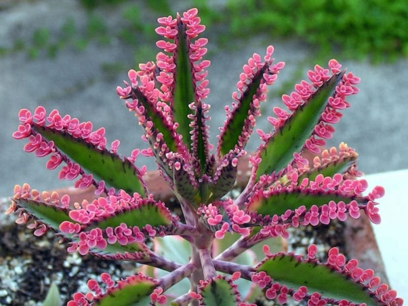 Kalanchoe 'Pink Butterflies'