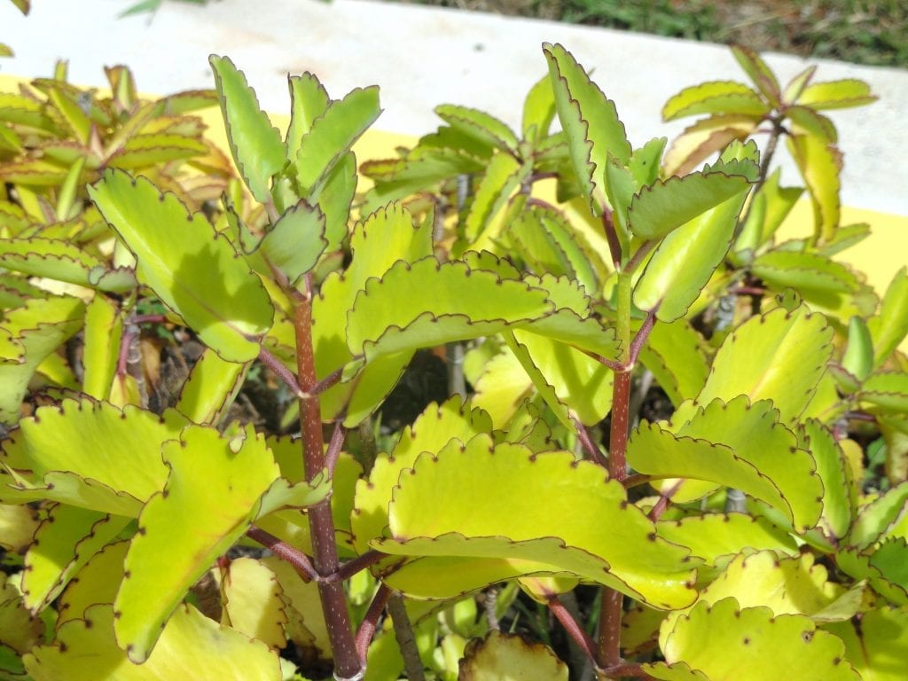 Vista del Kalanchoe pinnata