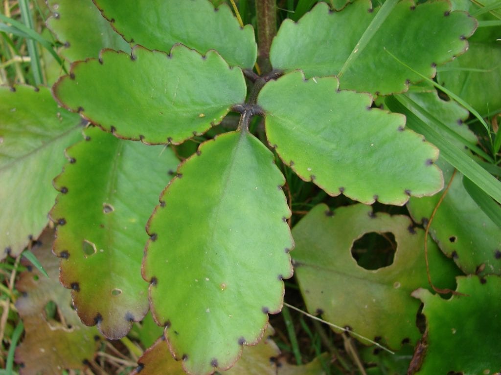 Las hojas del Kalanchoe pinnata son carnosas