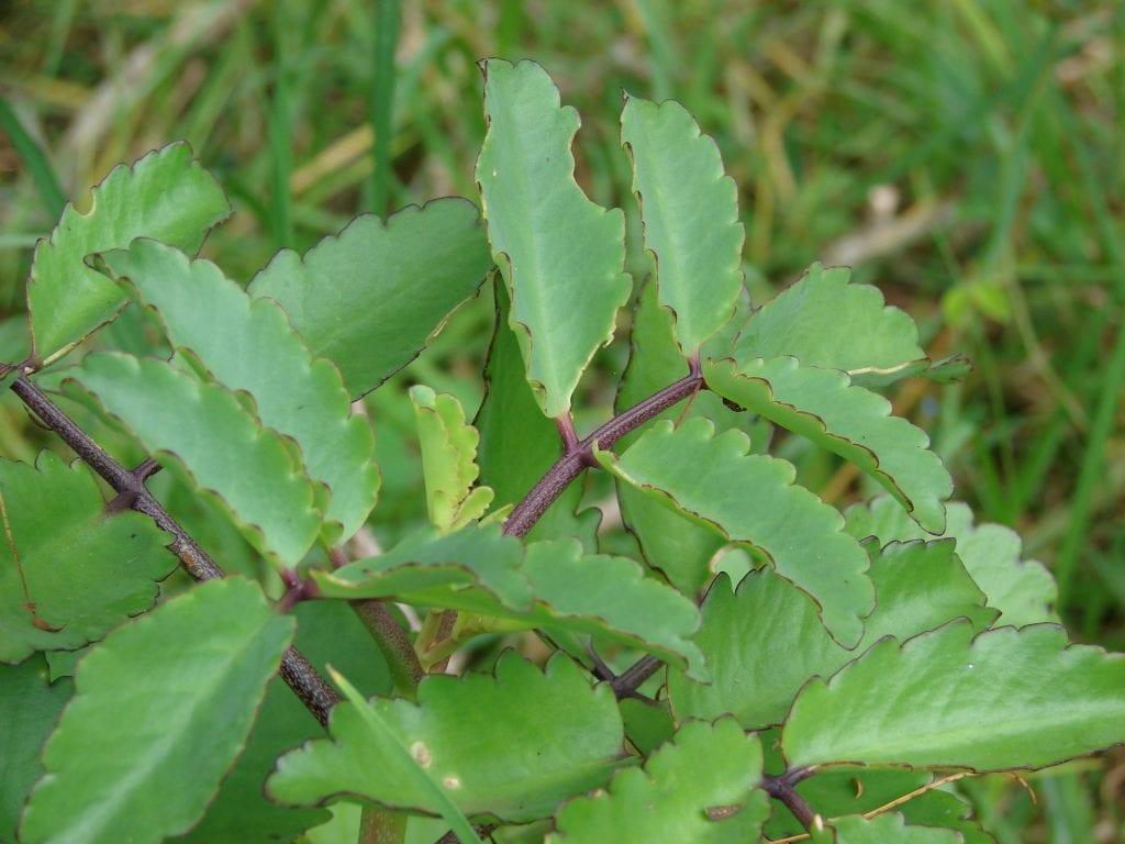 El Kalanchie pinnata es muy decorativo